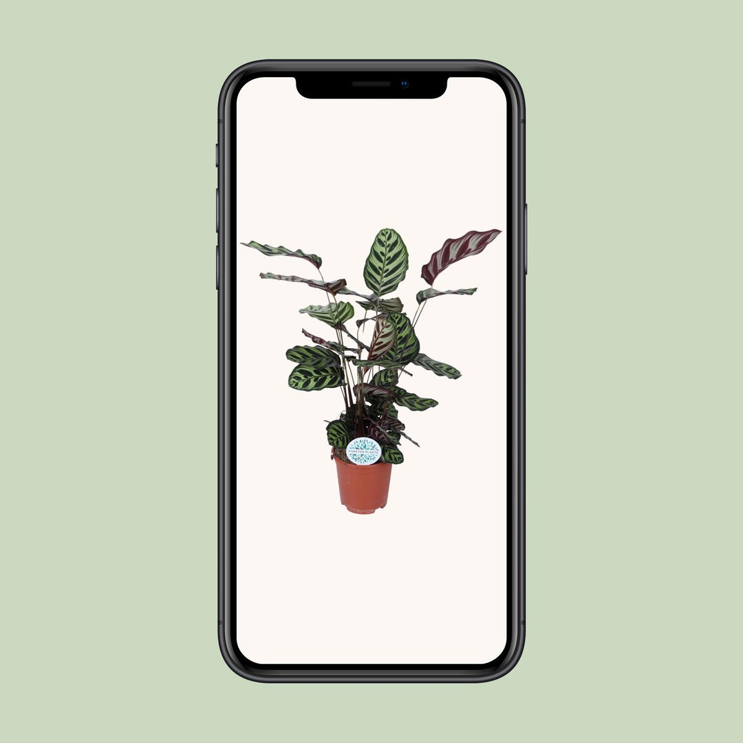 Calathea Makoyana - Ø21cm - ↕70cm — healthy root ball and nursery pot ready to ship from Ireland