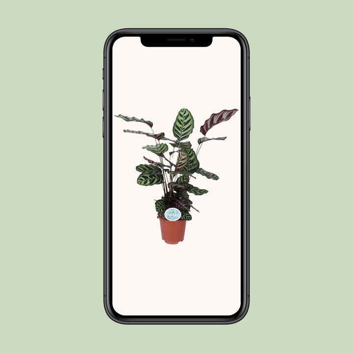 Calathea Makoyana - Ø21cm - ↕70cm — healthy root ball and nursery pot ready to ship from Ireland