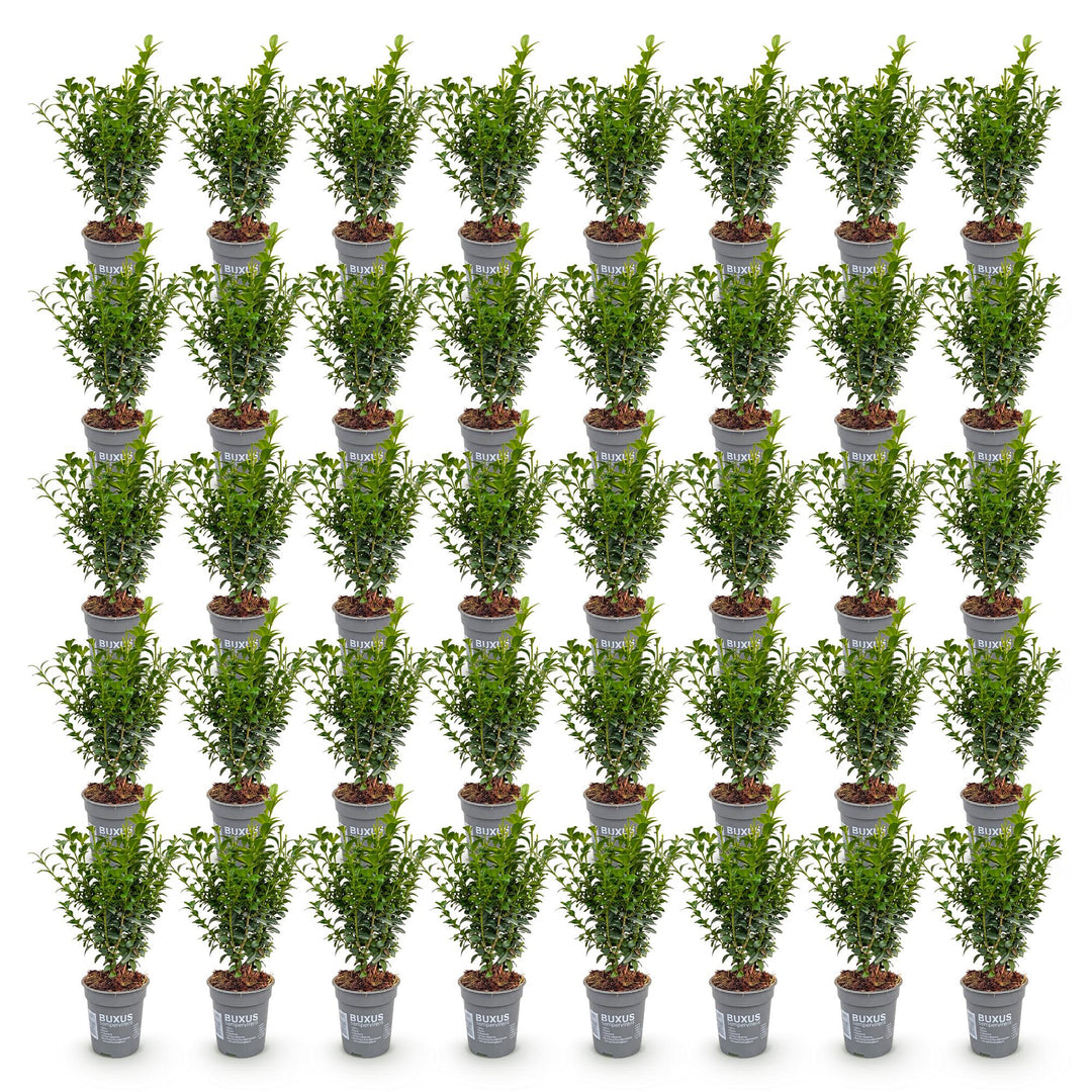 40x Buxus sempervirens boxwood hedging plants in 9cm pots - view 2