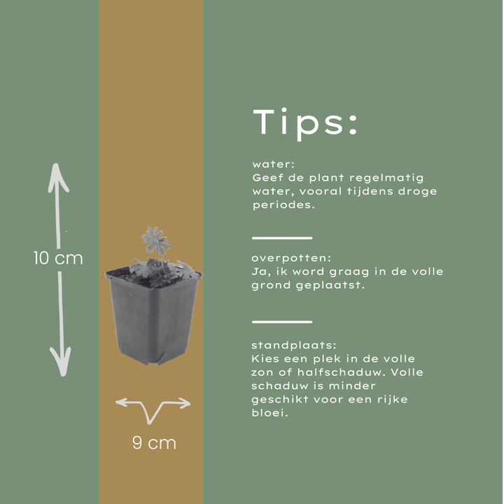 6x Geranium sanguineum - ↕10-25cm - Ø9cm
