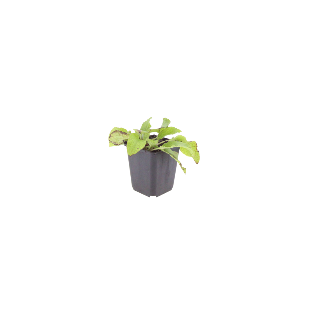 24x Symphytum grand. 'Wisley Blue' - ↕10-25cm - Ø9cm — healthy root ball and nursery pot ready to ship from Ireland