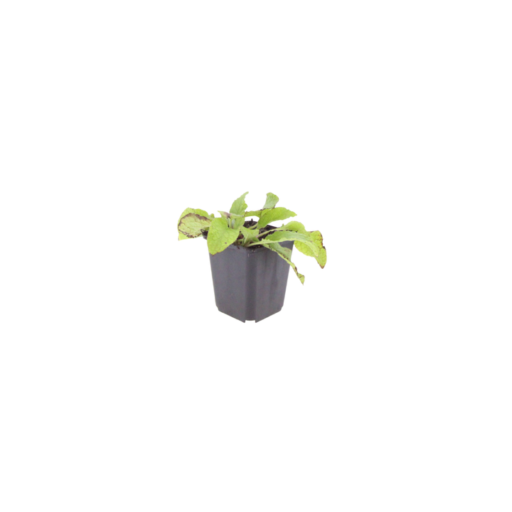 24x Symphytum grand. 'Wisley Blue' - ↕10-25cm - Ø9cm — healthy root ball and nursery pot ready to ship from Ireland