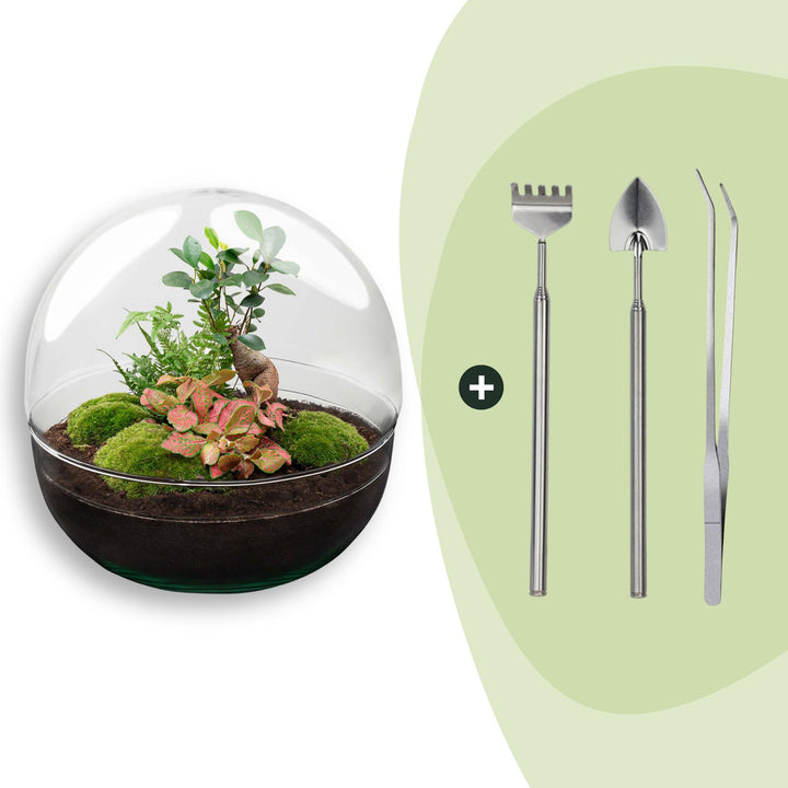 DIY terrarium kit in a domed glass cloche with a Ficus ginseng bonsai, planted with ferns and cushion moss, shown with its planting tools, 30cm tall