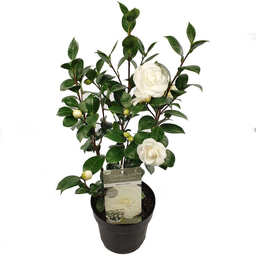 Camellia jap. 'Nuccio's Gem' in 19cm pot, 65cm tall, lush decorative foliage, by PlantGift.ie