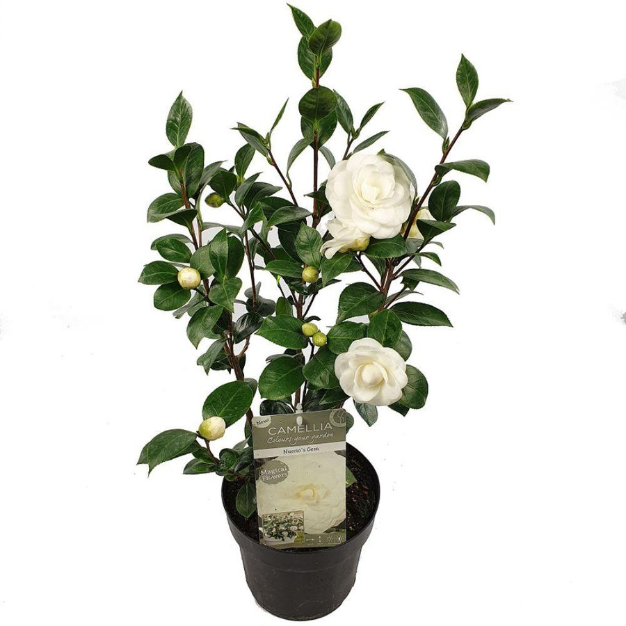 Camellia jap. 'Nuccio's Gem' in 19cm pot, 65cm tall, lush decorative foliage, by PlantGift.ie
