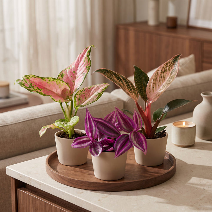 Baby Paradise Mix houseplants, pack of 3 (Tradescantia, Philodendron, Aglaonema), image 3