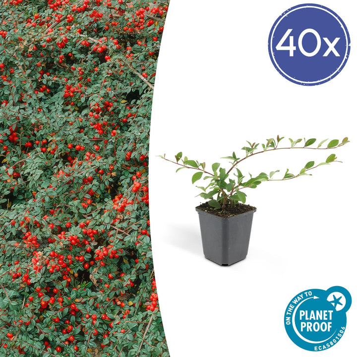 40x Cotoneaster Dammeri - Dense Evergreen Ground Cover - 9cm Pot