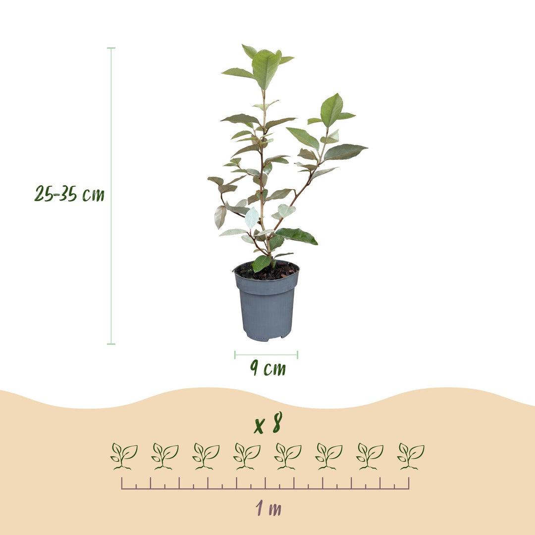 40 Elaeagnus ebbingei 'Compacta' hedging plants in 9cm pots, 25-35cm tall - view 4