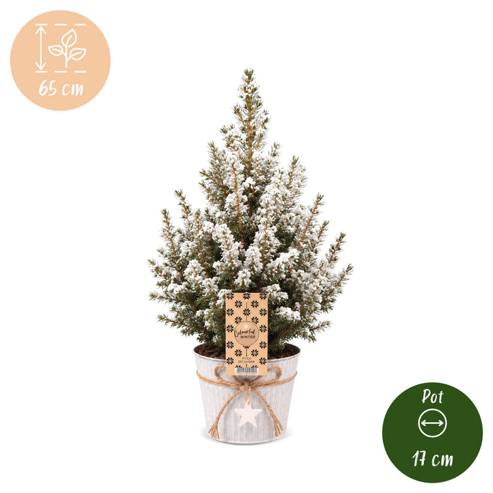 Picea glauca Conica Dwarf Alberta Spruce Christmas trees, pack of 4, image 5