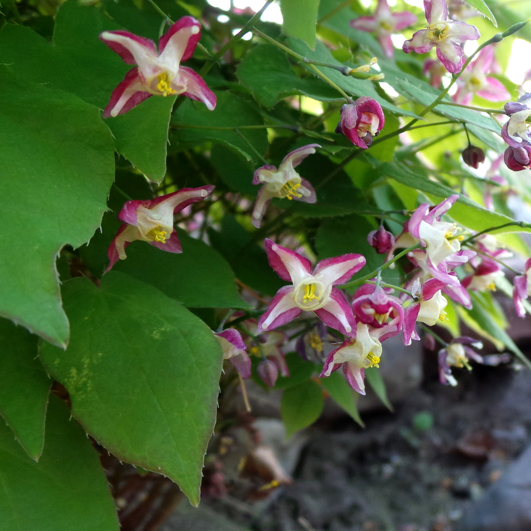 Healthy foliage and strong roots close-up of 24x Epimedium rubrum - ↕10-25cm - Ø9cm