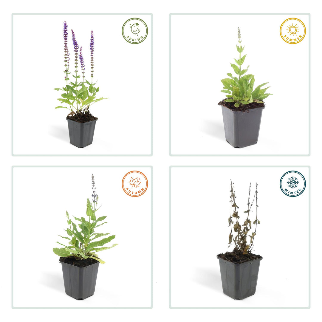48x Salvia nem. 'Ostfriesland' - ↕10-25cm - Ø9cm