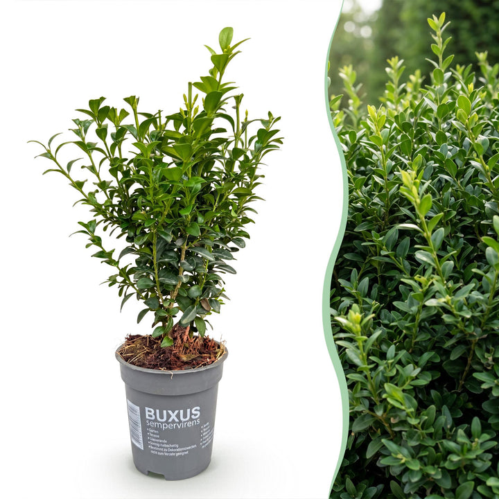24x Buxus sempervirens boxwood hedging plants in 9cm pots - view 3