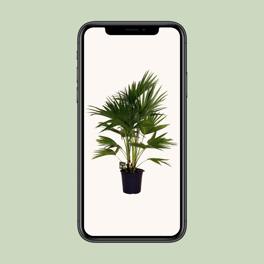 Livistona Chinensis Chinese Fan Palm - 24cm Pot - 100cm Tall