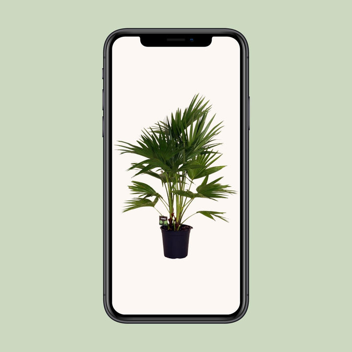 Livistona Chinensis Chinese Fan Palm - 24cm Pot - 100cm Tall