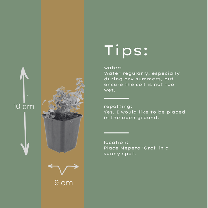 60x Nepeta 'Grol' - ↕10-25cm - Ø9cm