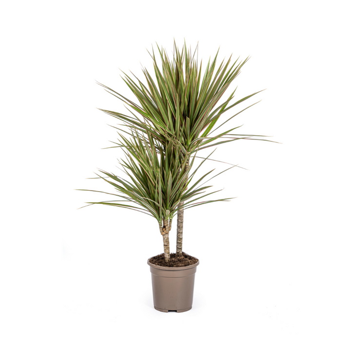 Dracaena Marginata Bicolor 50-70cm — Madagascar Dragon Tree in 17cm pot