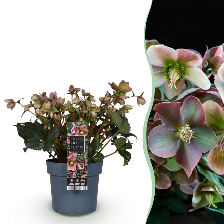 Helleborus 'Angels Glow' hellebore in a 19cm pot, 50cm tall