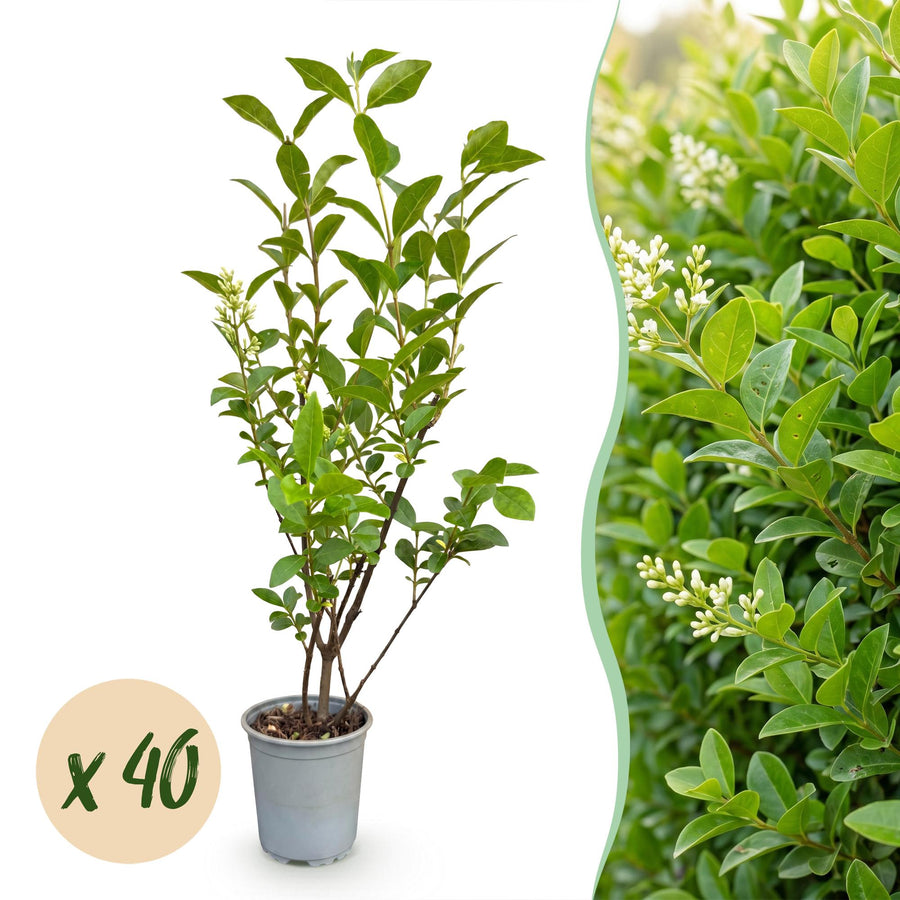 40 Ligustrum ovalifolium privet hedging plants in 9cm pots, 35-45cm tall