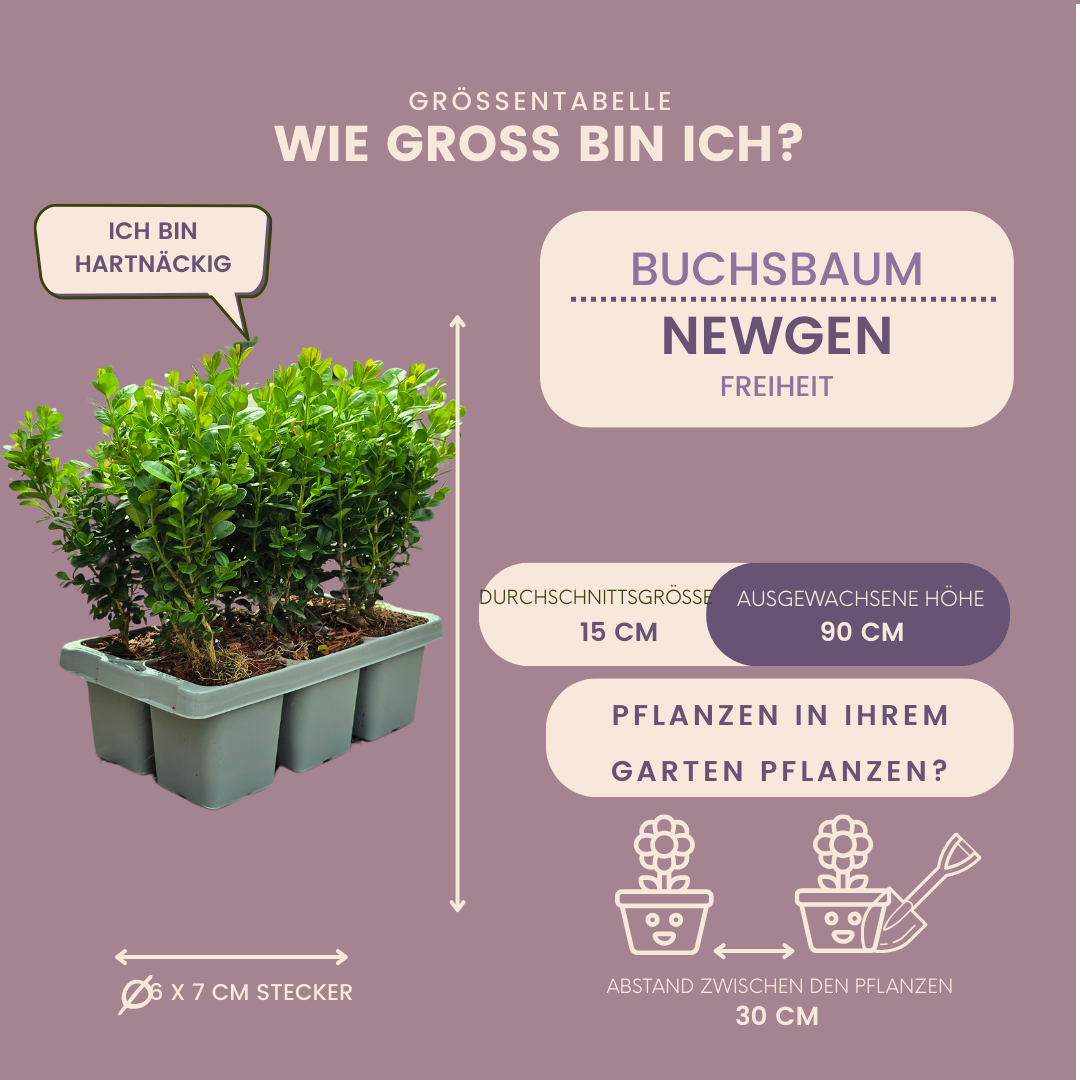 Buxus NewGen Freedom boxwood plants in 7cm pots - view 5