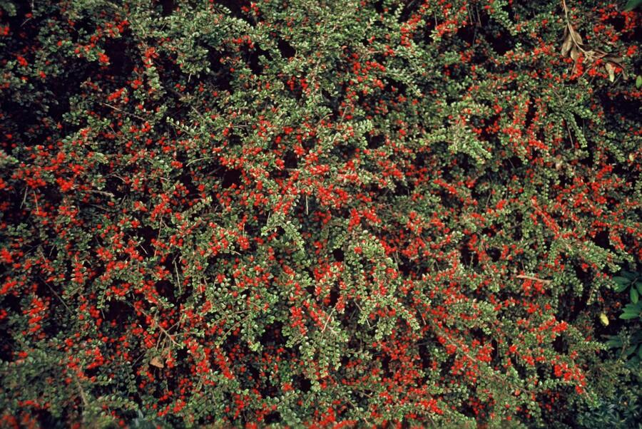 6x Cotoneaster horizontalis - ↕10-25cm - Ø9cm styled in an Irish home interior