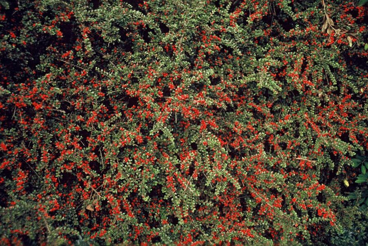 6x Cotoneaster horizontalis - ↕10-25cm - Ø9cm styled in an Irish home interior