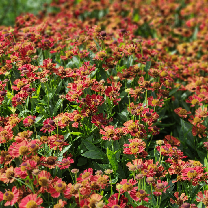 Healthy foliage and strong roots close-up of 6x Helenium 'Moerheim Beauty' - ↕10-25cm - Ø9cm