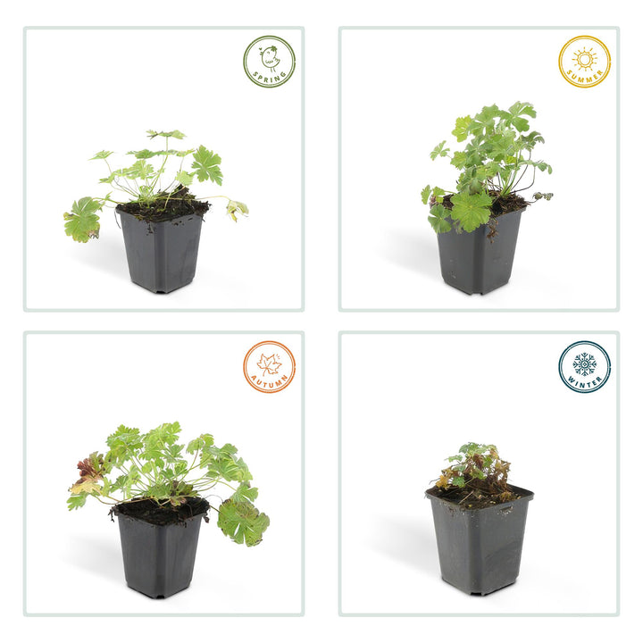 40x Hardy Geranium Biokovo - White-Pink Ground Cover - 9cm Pot