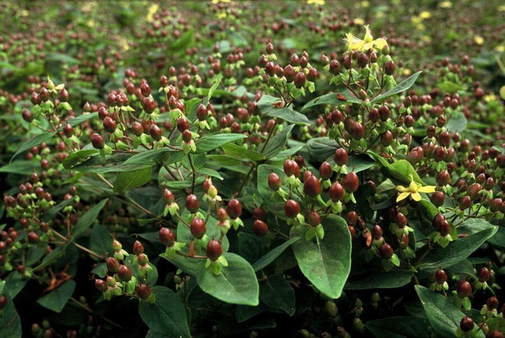 6x Hypericum inodorum - ↕10-25cm - Ø9cm — healthy root ball and nursery pot ready to ship from Ireland