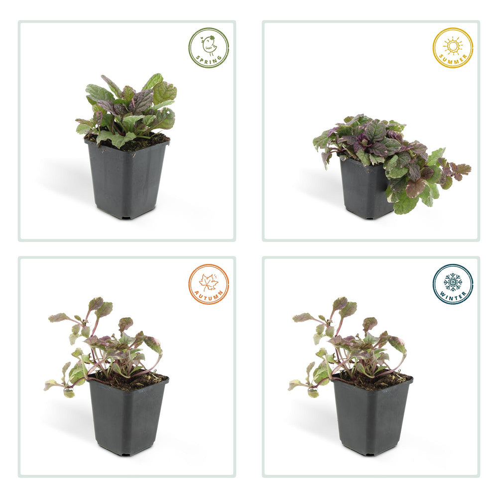 Ajuga reptans 'Burgundy Glow' plant in black pot, featuring green and burgundy foliage, 10-25cm tall, by Everspring.