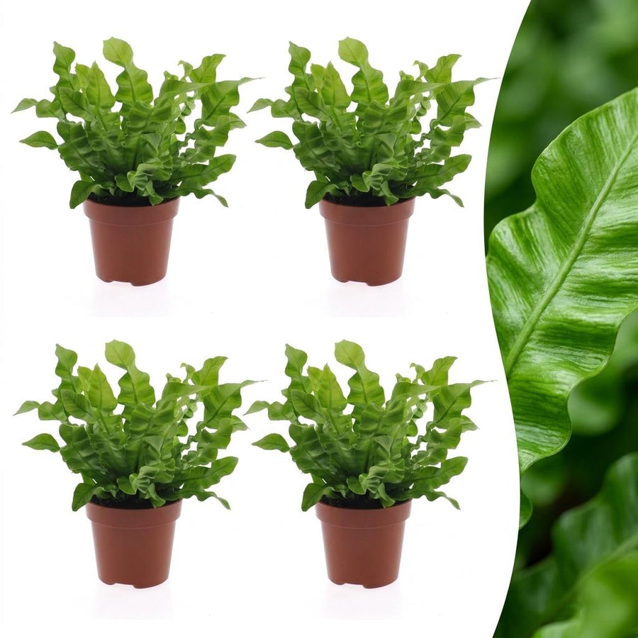 Crispy Wave Fern with bright green rippled fronds in a rosette, set of 4 plants, about 30cm tall