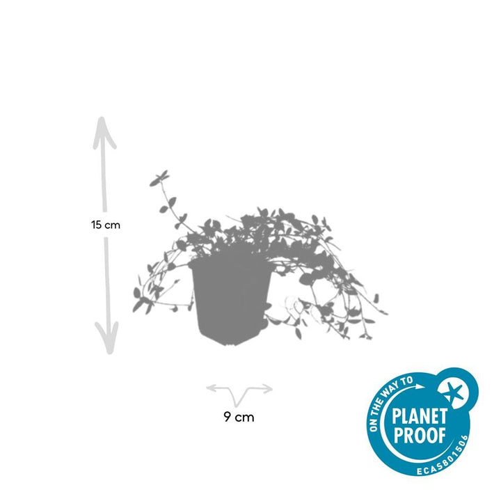 6x Vinca minor 'Gertrude Jekyll' - ↕10-25cm - Ø9cm