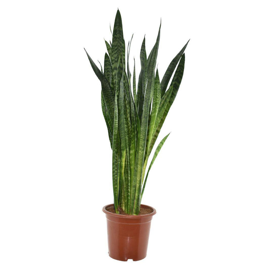 Sansevieria zeylanica snake plant with tall upright leaves banded in light and dark green, 120cm in a 27cm pot