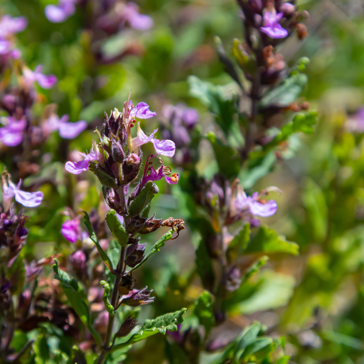 48x Teucrium lucidrys - ↕10-25cm - Ø9cm packed for EU plant delivery from PlantGift.ie