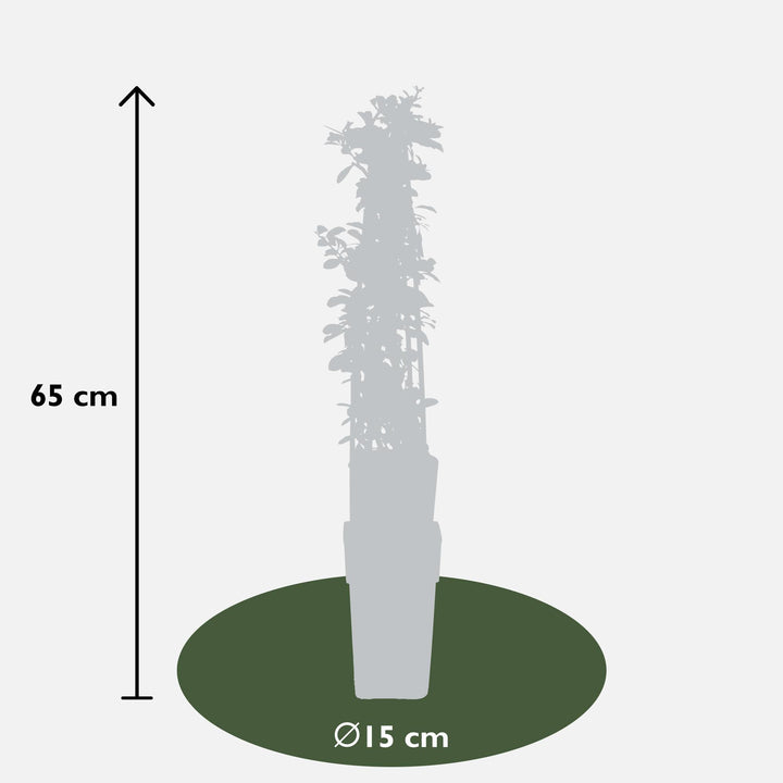 3x Pyracantha Orange Glow - Firethorn - Ø15cm - ↕65cm