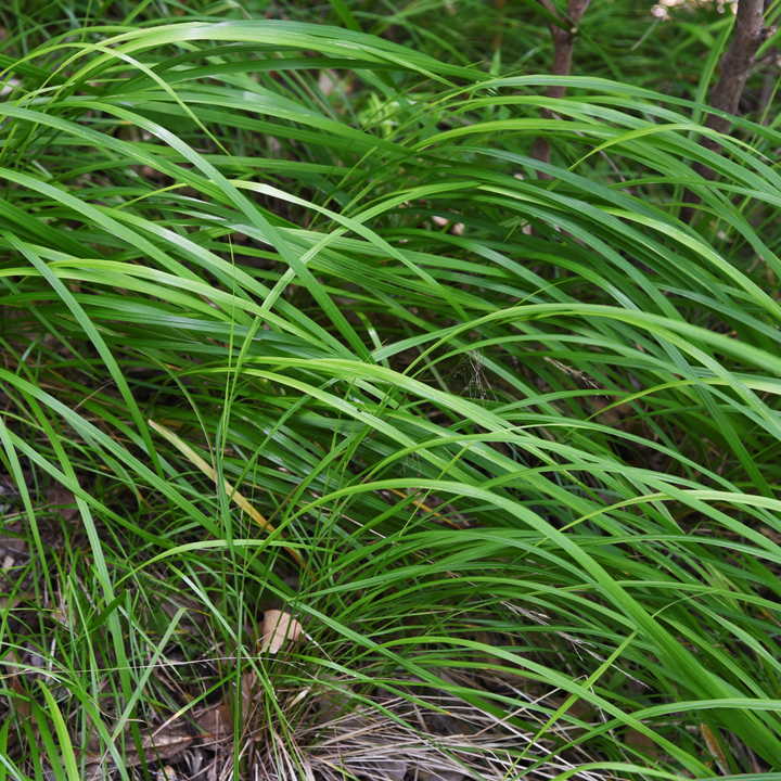 Carex morrowii sedge with narrow, arching bright green leaves in clusters, shown at 10-25cm height in 9cm pot