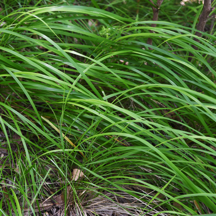 Carex morrowii sedge with narrow, arching bright green leaves in clusters, shown at 10-25cm height in 9cm pot