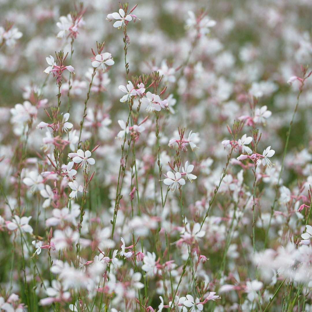 24x Gaura lindheimeri - ↕10-25cm - Ø9cm packed for EU plant delivery from PlantGift.ie