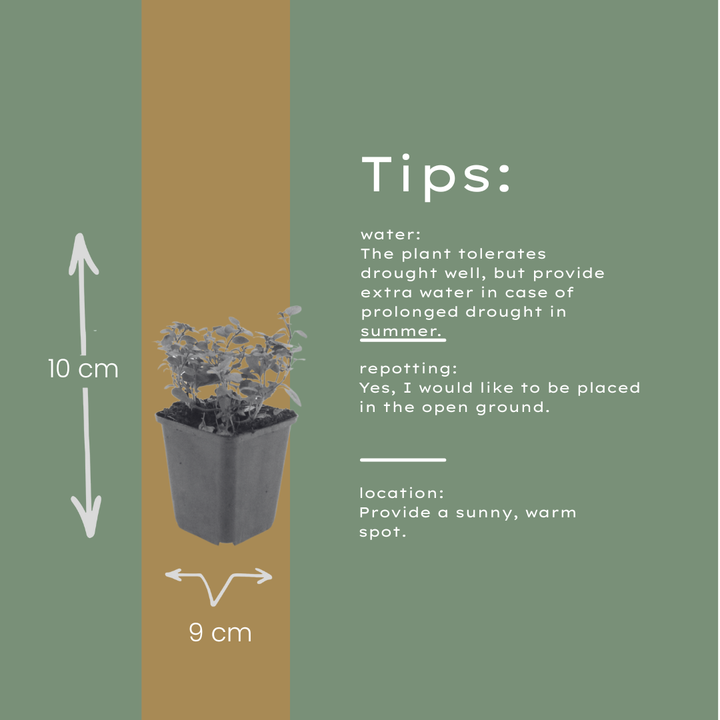 60x Origanum laevigatum 'Herrenhausen' - ↕10-25cm - Ø9cm