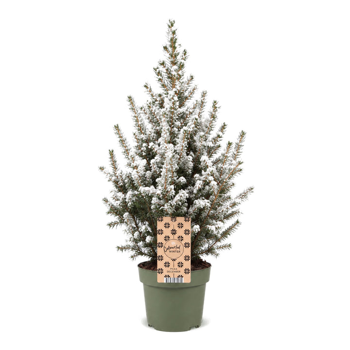 Picea glauca Conica Dwarf Alberta Spruce Christmas tree in Ø17cm pot, image 2