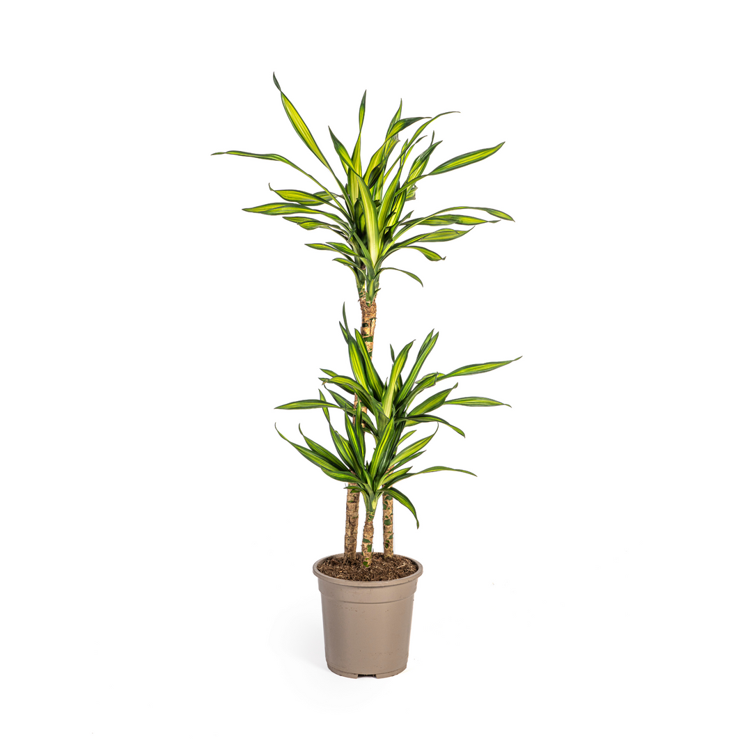 Dracaena Deremensis Rikki 90-110cm — Dragon Tree in 21cm pot