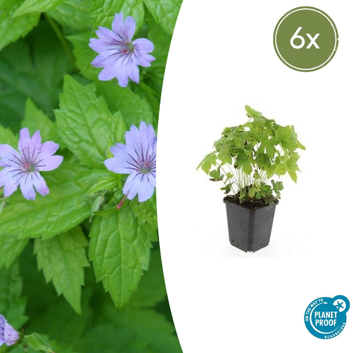 Geranium nodosum with pale purple flowers and deeply lobed green leaves in black plastic pot, 6 pack, 10-25cm height