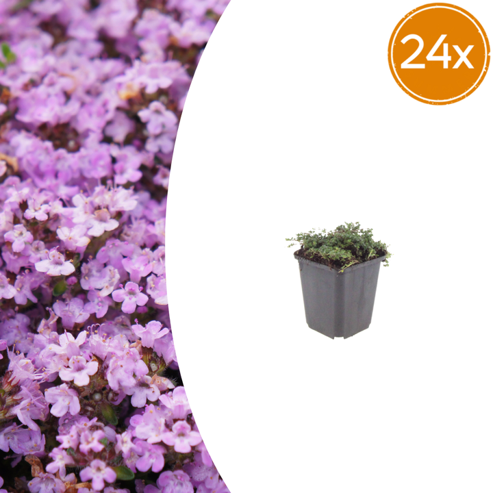 24x Thymus praecox 'Purple Beauty' - ↕10-25cm - Ø9cm alternative angle showing habit and leaf structure