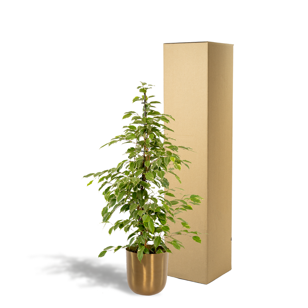 Ficus benjamina Goldenking - Ø21cm - ↕95cm + Pot Mayk Gold full-plant overview, dense weeping canopy