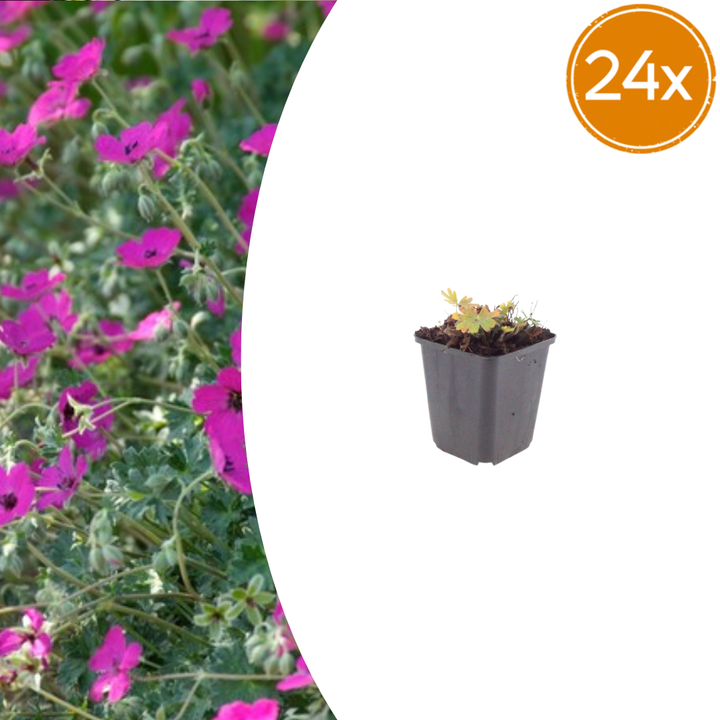 Small geranium with magenta flowers and green foliage in grey plastic pot, 24-pack quantity shown