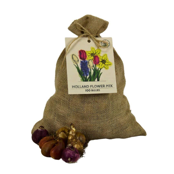 Jute sack containing 100 bulbs of colorful Holland flower mix by Everspring