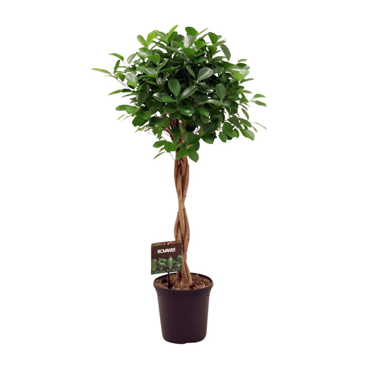 Ficus microcarpa Moclame topiary with dense green oval leaves, twisted brown stem, in black pot, 110cm tall