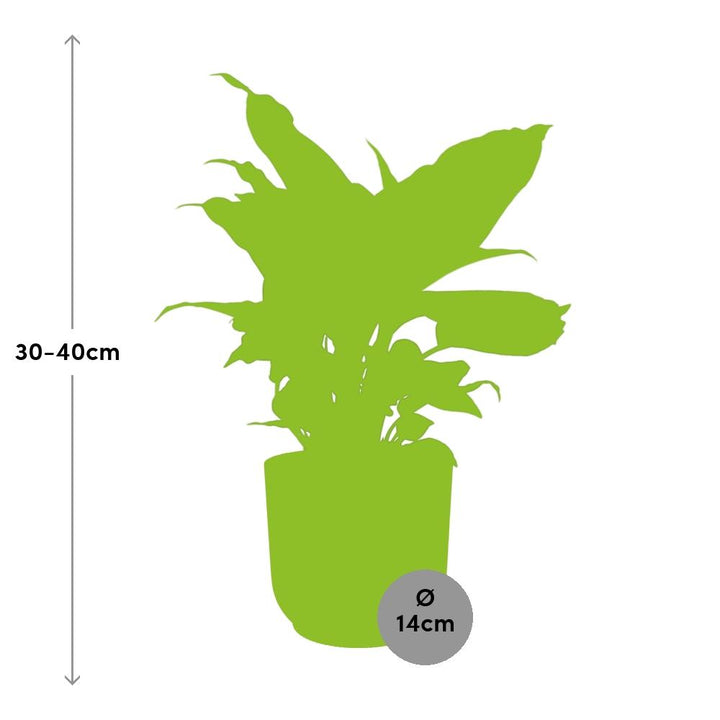 Dieffenbachia Camilla (Dieffenbachia 'Camilla') in a pink ELHO Vibes pot, view 9