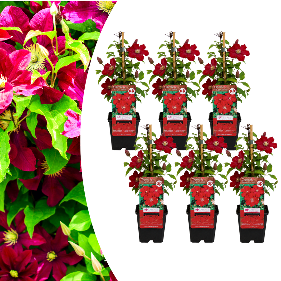 Clematis 'Rouge Cardinal' with velvety crimson flowers and pale stamens on a climbing stem