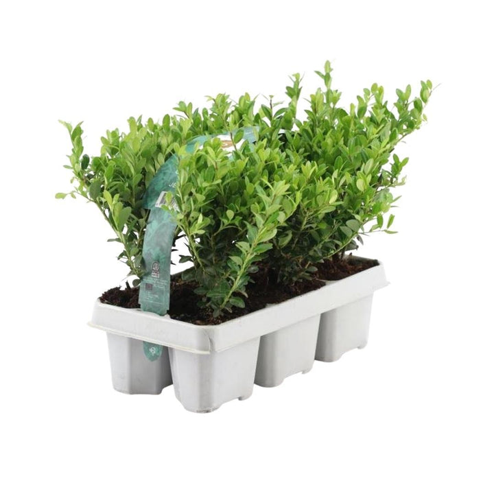 8 x 6 pack Ilex crenata 'Jenny' - Ø7 cm - ↕15 cm