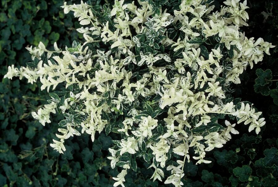 48x Euonymus fortunei 'Harlequin' Variegated Ground Cover - 10-25cm